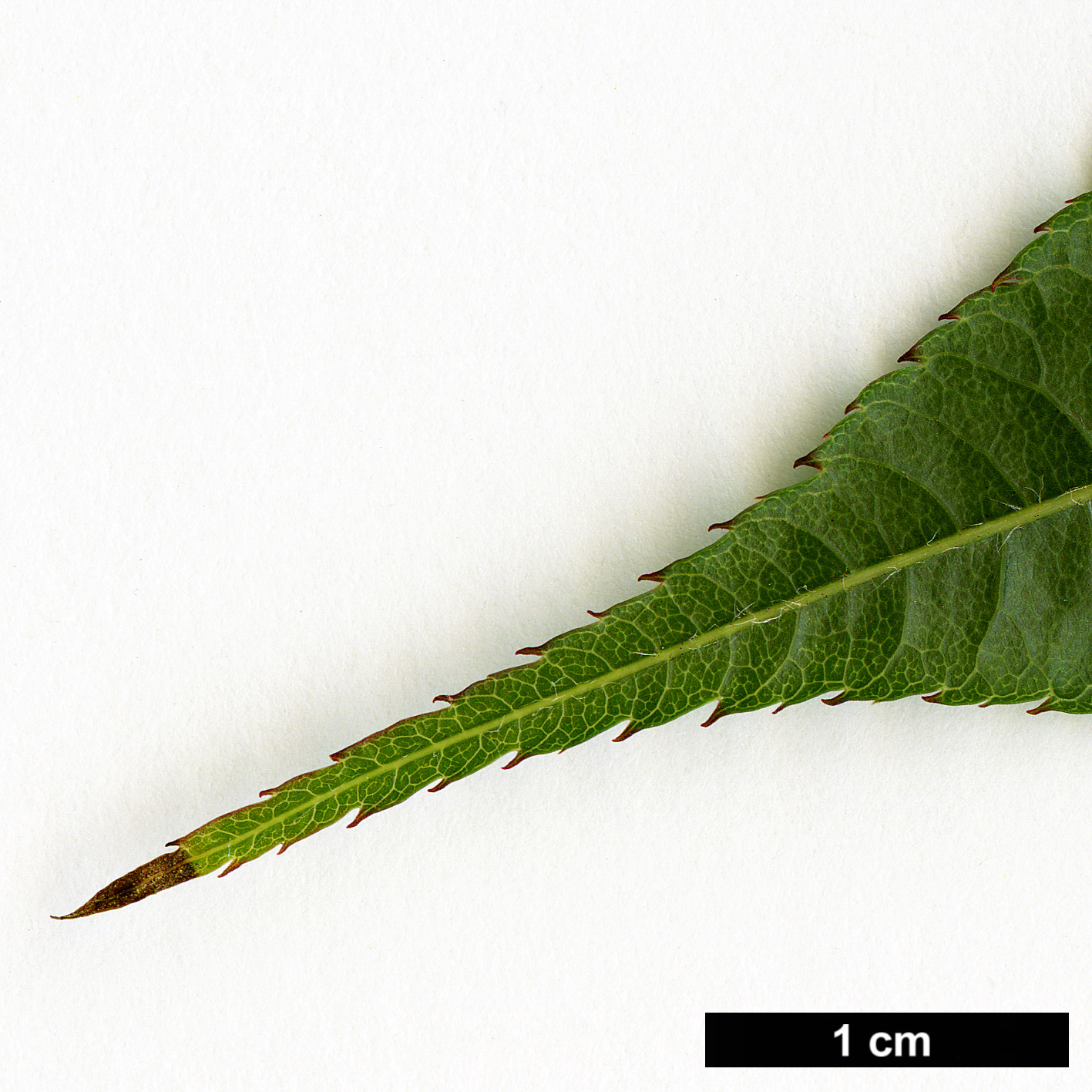 High resolution image: Family: Sapindaceae - Genus: Acer - Taxon: campbellii - SpeciesSub: subsp. campbellii